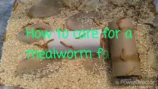Cleaning out my mealworm farm