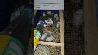 rattus novergicus #viralvideo #trending #trendingshorts #pets #animals #foryou #foryoupage