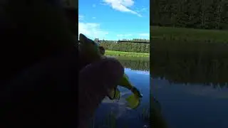 Тестирую новую приманку на щуку. Мышь не ЗАЦЕПЛЯЙКА в ЖЁЛТОМ цвете. #shorts #рыбалка #fishing