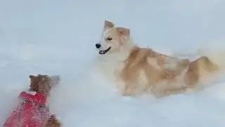 Adorable puppy Zsa Zsa Gabor & friends playing in the snow together #dog #fun #love