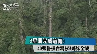 3星期完成這幅！ 40張拼接台灣杉3姊妺全貌
