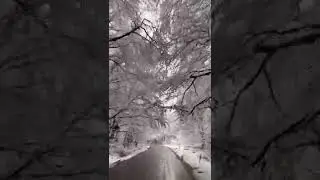 Beautiful Road and Tree covered with snow