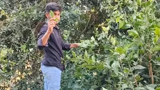 Aaj Ham Todenge belpathi Mandir ke liye 