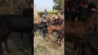 top class amritsari beetle cute bacche 03117194101 sahiwal Goat farm update