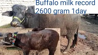Buffalo milk record 2600 gram 24 hours