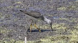 Greater Yellowlegs chases away Lesser Yellowlegs