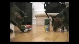 FunHouse Mouse by Moody Pet