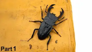 Origami Dorcus Curvidens (Brian Chan) part 1