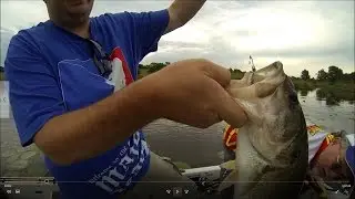 Lazyman Hooks with a Creme Lures Reel Scremer in Action