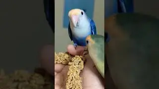 I want my close up said Rizzler #babybird #parrot #peachfacelovebird #cuteness #adorablebirds