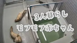 はじまる3モフモフ赤ちゃん共同生活【アザラシ幼稚園】