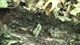 Slimy Salamander (Plethodon glutinosus complex)