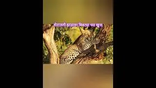 बांधावरील झाडावर अशी नखं उठलेली दिसली तर समजा बिबट्या आहे | Lepord mark |