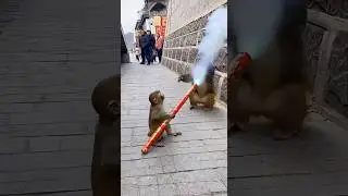 Monkey Son Fires Rocket in Dad&rsquo;s Face | Viral Jungle Prank 2025 #MonkeyMayhem#funny #animals #monkey