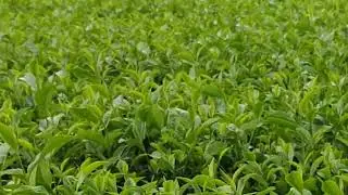 The Art of Tea Farming