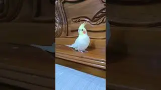মাশাআল্লাহ #birds #talkingparot #talkinganimal #nonstoptalkingparrot