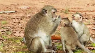 Buster And Blacky Monkey   on July 24n2022,G-Maz..475..Amber