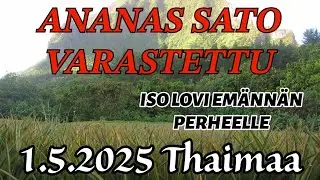 Emännän Perheen Ananas-Sato Varastettiin - Huijari Yritti Huijata Rahaa Appiukolta 1.5.2025 Thaimaa