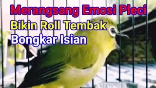 Merangsang Emosi Burung, Bikin Pleci Roll Tembak Bongkar Isian, Terapi Pleci Nembak