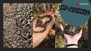 Winter Herping Vlog 2018 Episode 1: Mid-November Rattlesnake?!