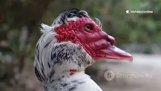 The Incredible Science Behind Duck Migration