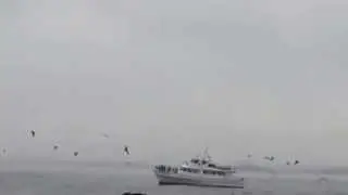 Whale Dance Party