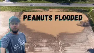 Peanuts Flooded