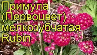 Примула мелкозубчатая Rubin. Краткий обзор, описание характеристик