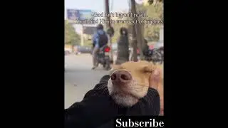Kindness ❤️💫#Pet lover🖤✨#charity #the vibes with vaishali mishra ❤️