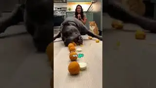 Dog vs Cat MAC AND CHEESE Challenge who will win 🤔#shorts #youtubeshorts