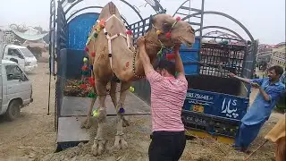 Camel Loading in Sohrab Goth Mandi 2021 @Animal Hub