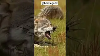 porco espinho se defendendo 😱😱😱😱😱😱😱😱😱😱😱😱😱😱 #shortsviral #shortanimal
