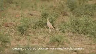 cream coloured courser running