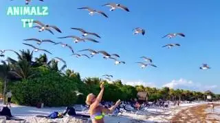 Funny Animals Compilation November Edition AnimalzTV