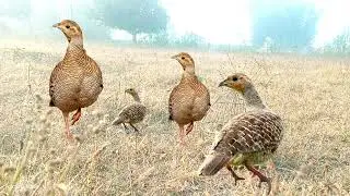 🎯Beautiful teetar ki ladai Aajwz wild teetR boli grey francolin voice partridge hunting sounds 🥅