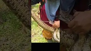 telur hampir keluar dari perut ular #snake #berburuular #animals