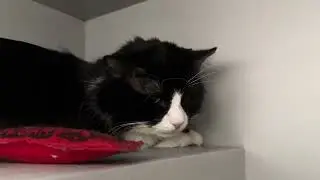 Hazelnut 245226, застенчивый и очень красивый джентльмен в смокинге 😺