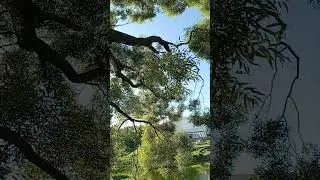 солнце ярко,жарко светит..и так приятно  укрыться в тени,склонившейся над водной гладью пушистой ивы