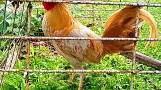 LORIOZ GOLD WARRIORS AND PULLETS.                         #backyardbreeder