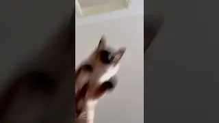 Cat Jumps into Action 📦😺