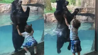 Bear Jumps to Mimic Boy at Nashville Zoo