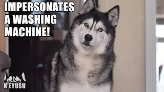 Weird Husky PERFECTLY Copies Washing Machine!