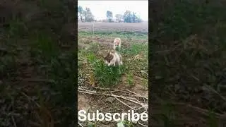 Weee Meme Original Video compilation #5