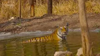 THE INDIAN WILDERNESS - BLUE PLANET WILD - INDIAN WILDLIFE (SAFARI)