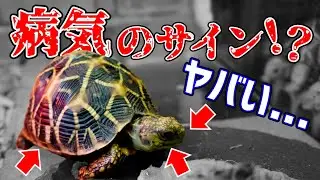 見逃すな！リクガメの病気のサインと対処法 5選