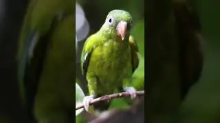 #bird #birds #birdslovers #birdphotography #birdsphotography #birdsplanet #birdsliving #birdslovers
