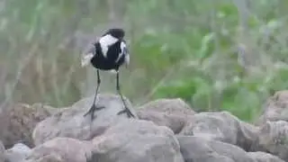 Spur-winged Plover (Vanellus spinosus)