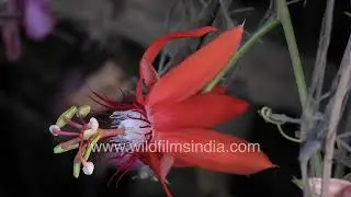 Red Passion Flower beauty intricate structure and natural elegance