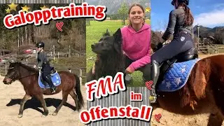 Stall FMA - chaotischer Offenstall Alltag - Galopptraining Huzule - Shetty im Roundpen - Pferde Vlog