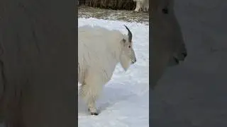 Have You Ever Seen a Mountain Goat This Close in Canada? #trending #new #wildlife #animals #shorts